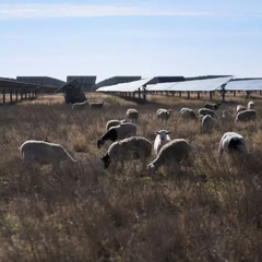 Вівці на газоні