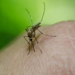 Heat caused deadly outbreaks of diseases from mosquitoes