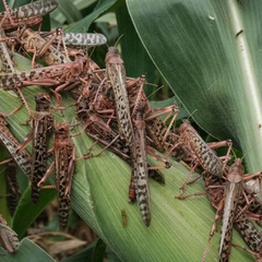 Сараны окупували газон у Запоріжжі