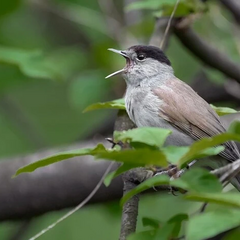 Birds in Ukraine are disappearing due to the war