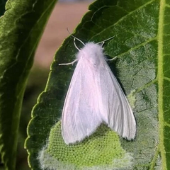 Американский белый мотылёк в Украине