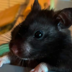 Hamster Moli Runs on Strava