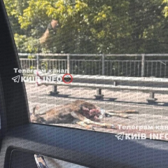 Car collided with a moose