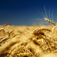 Дефіцит якісної пшениці в Україні