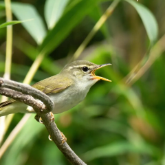 Japan's new bird species discovered