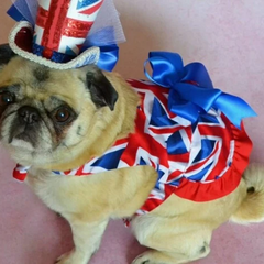 Популярні породи собак у Великій Британії