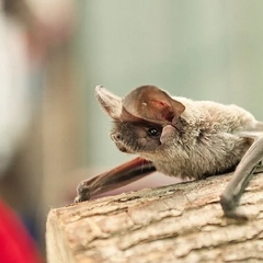 Тисячі колоній кажанів було знищено