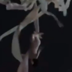 Гімнастка падає під час виступу