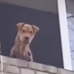 Собака врятована на Донеччині