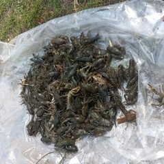 Раки на 3 млн грн