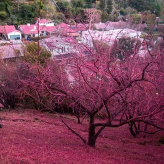 Пострадавший от пожаров Лос-Анджелес в розовом