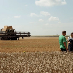 Збір зернових культур в Україні