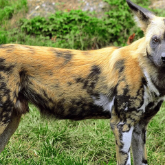 African hyena-like dogs searching for mates through Zambia