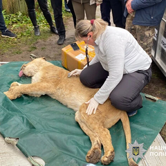 Дві левиці, які втекли з притулку