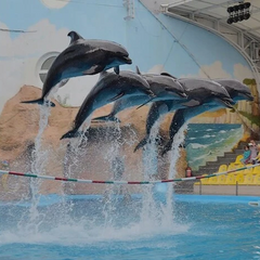 Арештована будівля популярного дельфінарію в Одесі