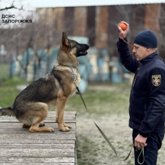 Нові рятувальні собаки Міла та Нота шукають людей