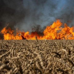 Збитки від російської агресії природі