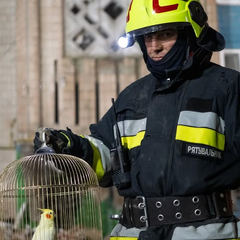 Папуга серед руїн у Тернополі