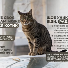 Kitty in the car before the trip