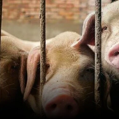 Свині в селі