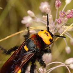 Напад величезних комах на українські міста