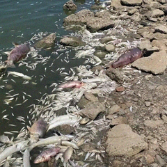 Річка Березань міліє: екологічна криза