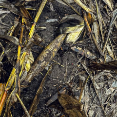 22 боєприпаси знешкоджено на Сумщині