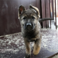 Майбутні рятувальники у розпліднику ДСНС