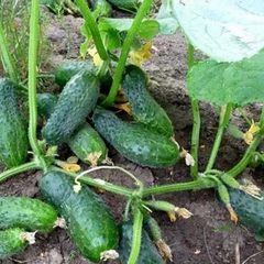 Огірки виросли в Росії