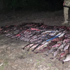 Задержанные несовершеннолетние браконьеры в заказнике