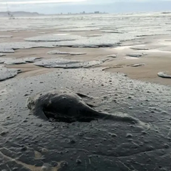 Аварія танкерів - нова екологічна криза