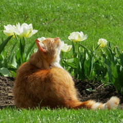 Погодні гойдалки: спека та дощі