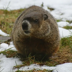 Група людей святкує День бабака