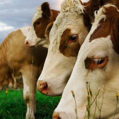 Вспышка вирусного заболевания в Турции