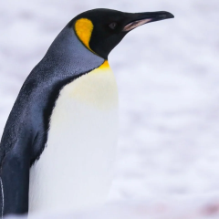 Royal penguin at Vernadsky station