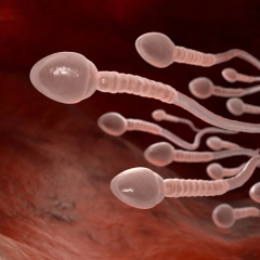 Sperm cells violate the third law of Newton