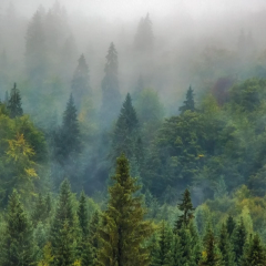 Artificial forest in China grows rapidly