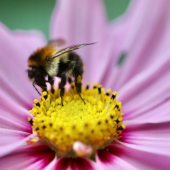 Bees use tools and demonstrate intuitive thinking
