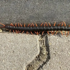 Зображення отруйних багатоніжок на Одещині