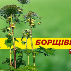 Ядовитый борщевик в природе