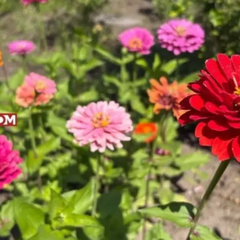 Прогноз синоптиків на «бабине літо» в Україні