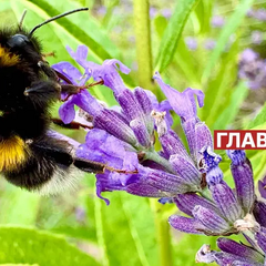 Прогноз погоды на август от синоптиков