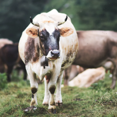 Microorganisms in herbivores feces