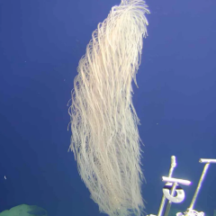 Deep-sea coral 'Chewbacca' in the Pacific Ocean