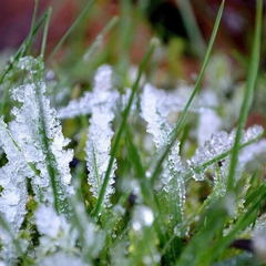 Снежная крига на фоне весенних цветов