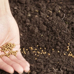 Наслідки квітневих заморозків для посівів зернових