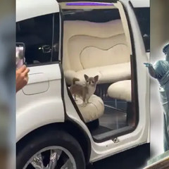 Люксовий лімузин та шикарний ресторан