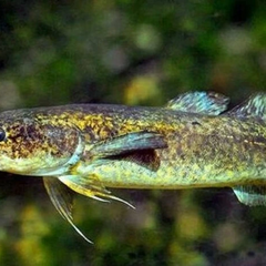 Риба з Червоної книги в Україні