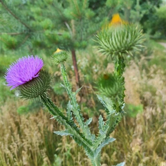 Пустеля в Україні до 2050 року