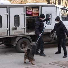 30 собак в квартире запорожского жителя